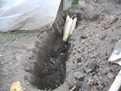 法 大根 保存 大根の保存方法いろいろ。畑では？ご家庭では？大根の保存食といえば？